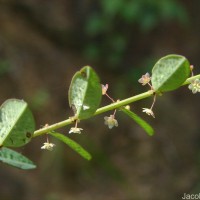 Phyllanthus gardnerianus (Wight) Baill.